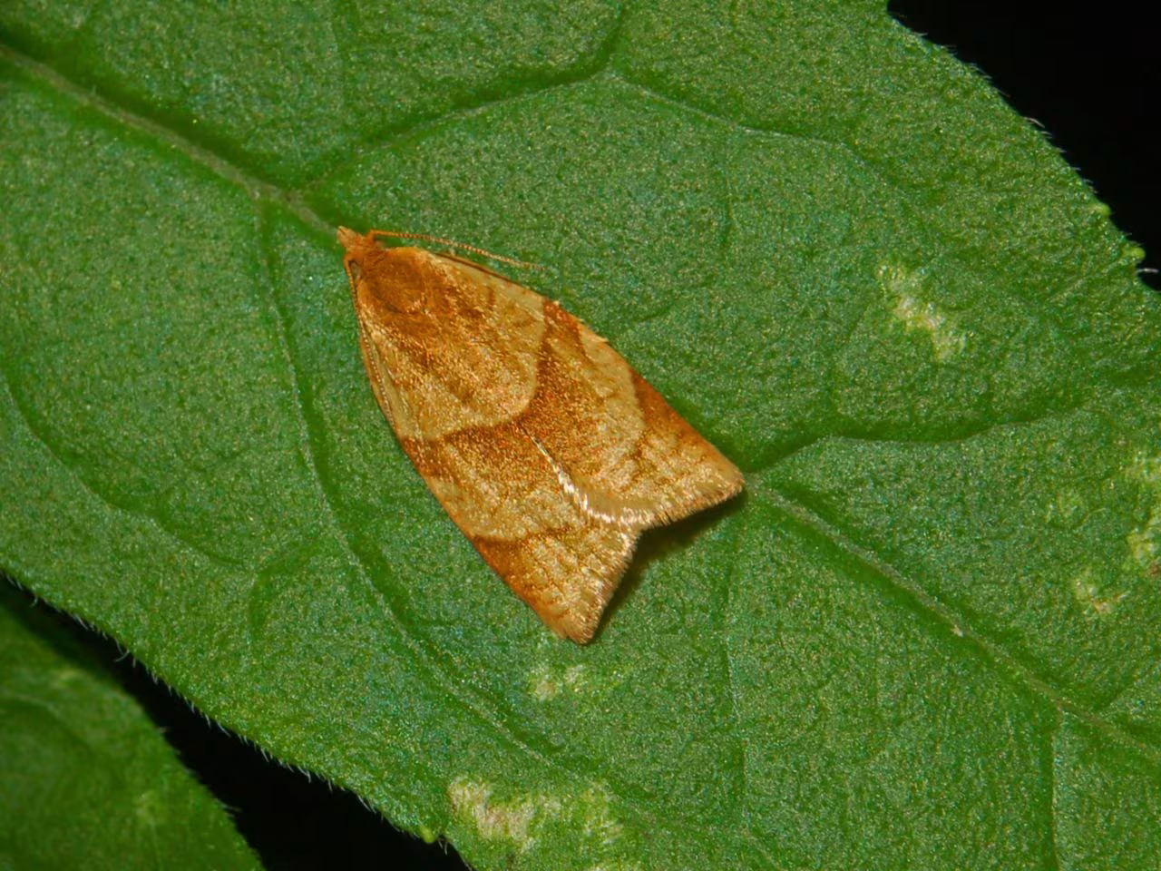 Clepsis rurinana