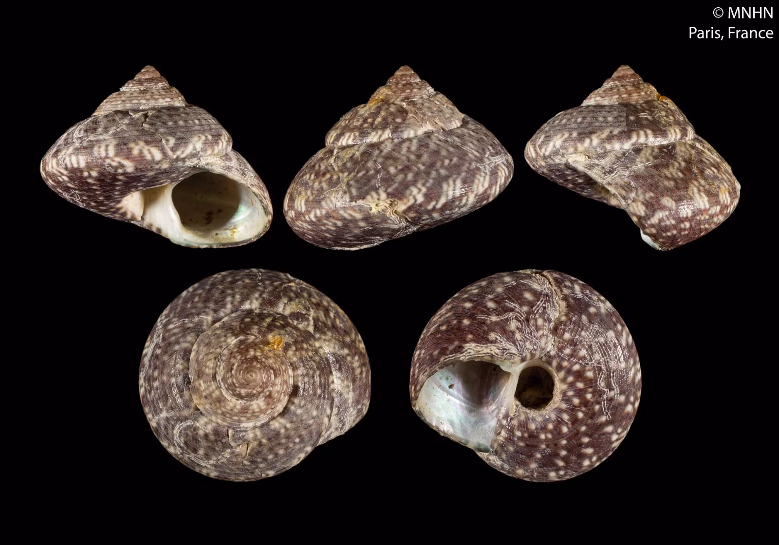 Steromphala umbilicaris