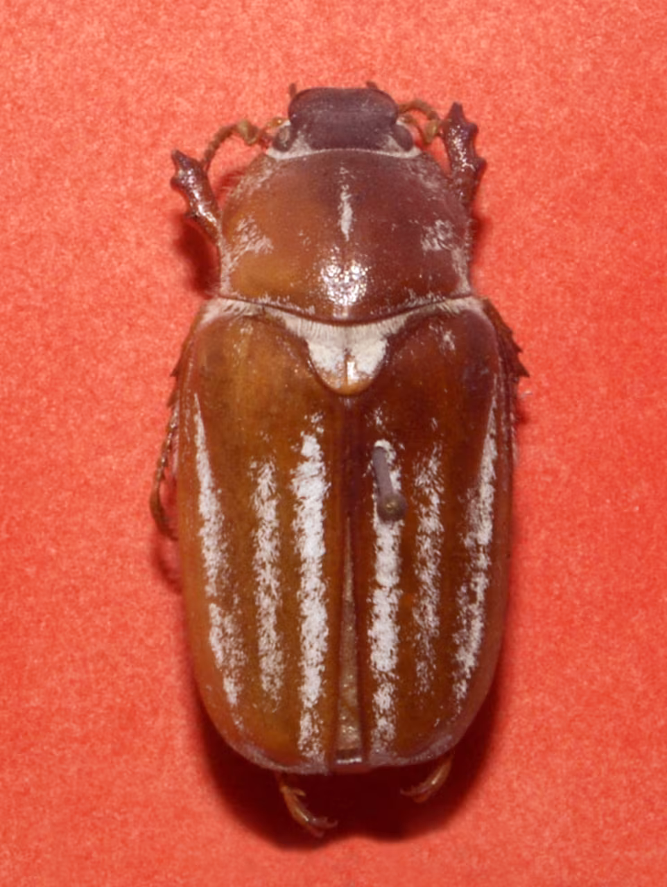 Anoxia matutinalis