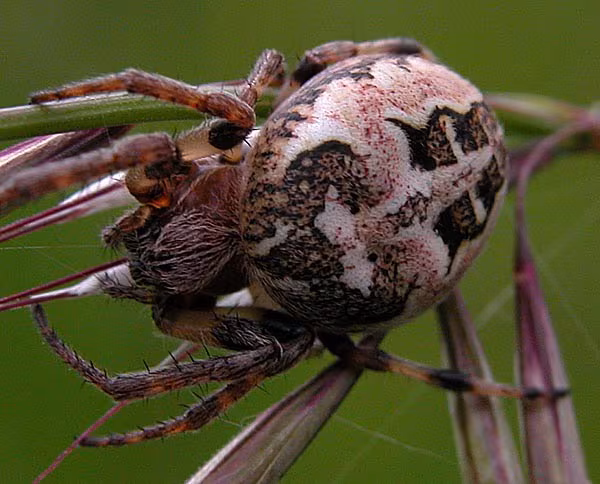 Furrow Orbweaver