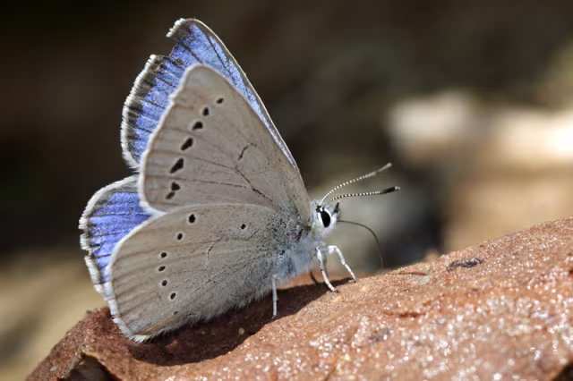 Iolana iolas