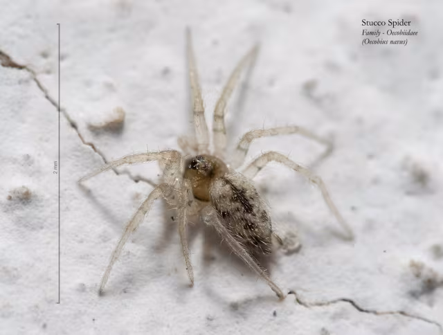 Oecobius navus