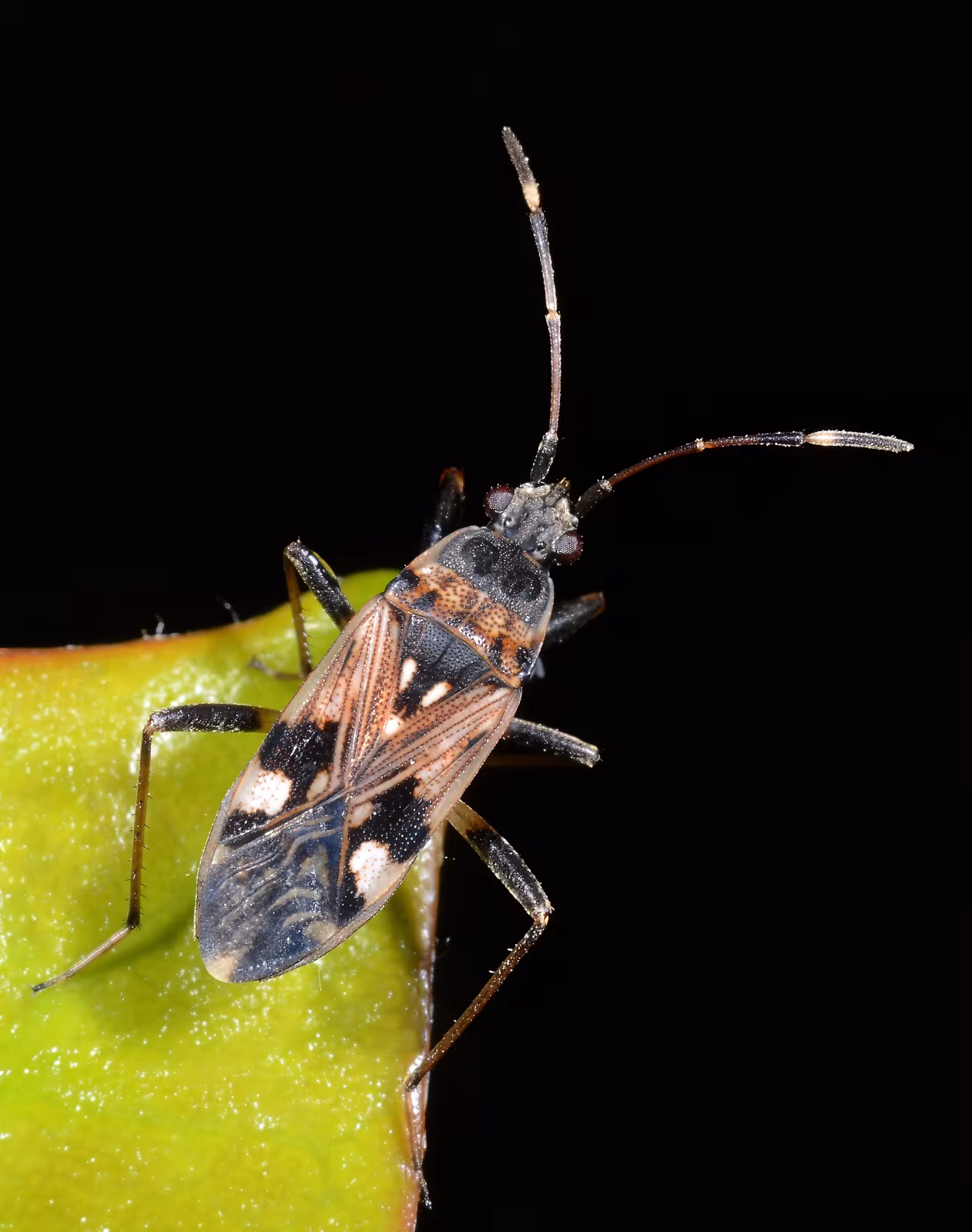 coastal groundbug