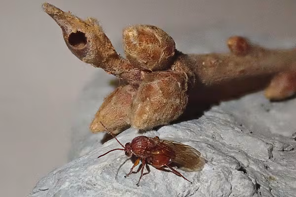 Andricus solitarius