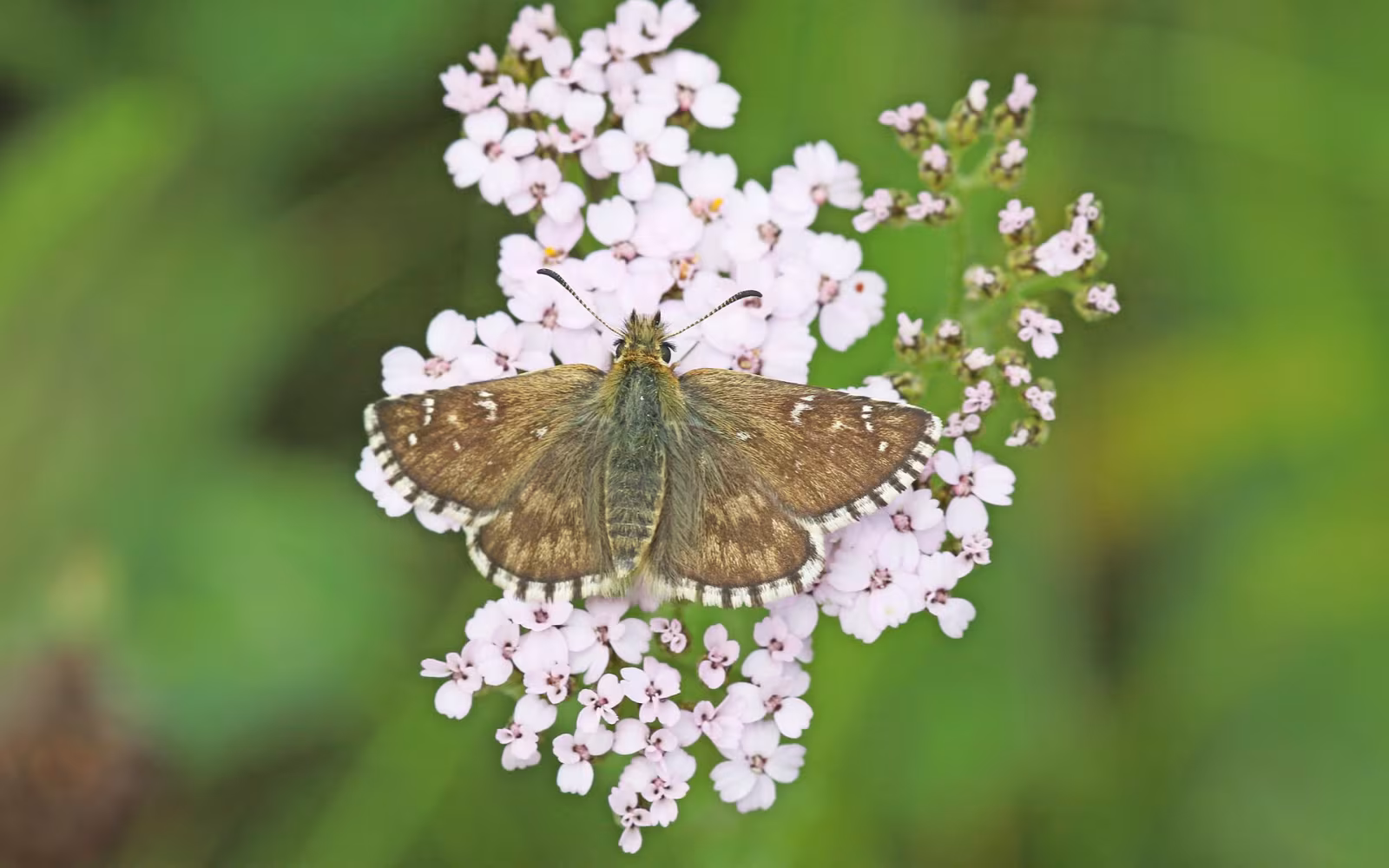 Pyrgus carlinae