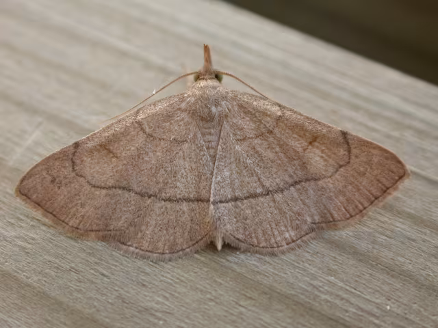 Paracolax tristalis