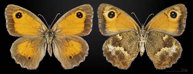 Titonia