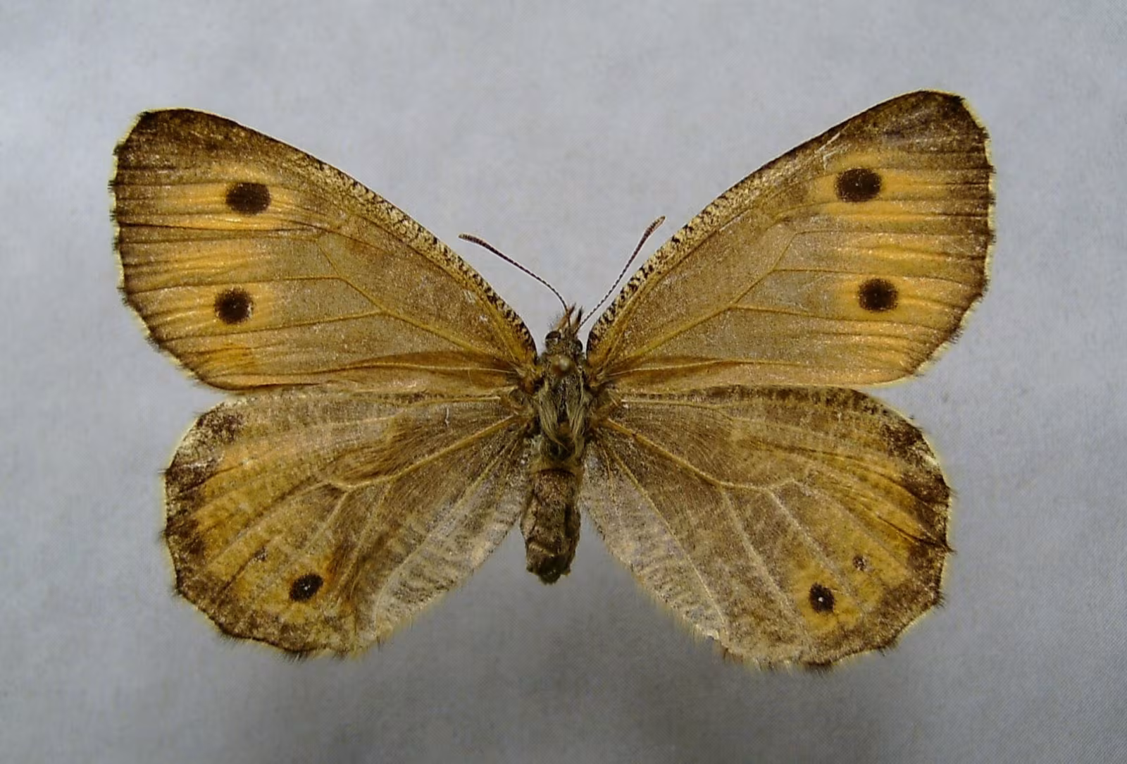 Oeneis glacialis