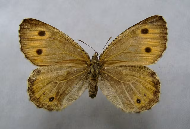 Oeneis glacialis