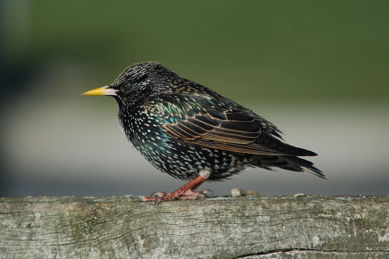European Starling