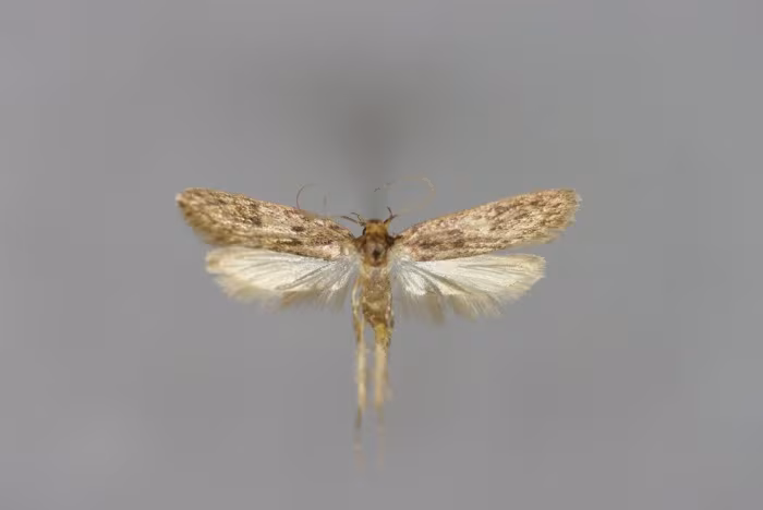 Hofmannophila pseudospretella