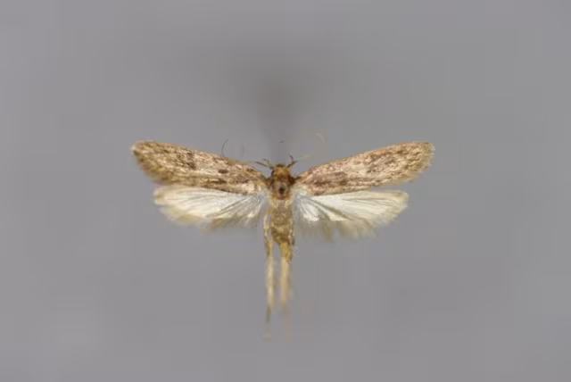 Hofmannophila pseudospretella