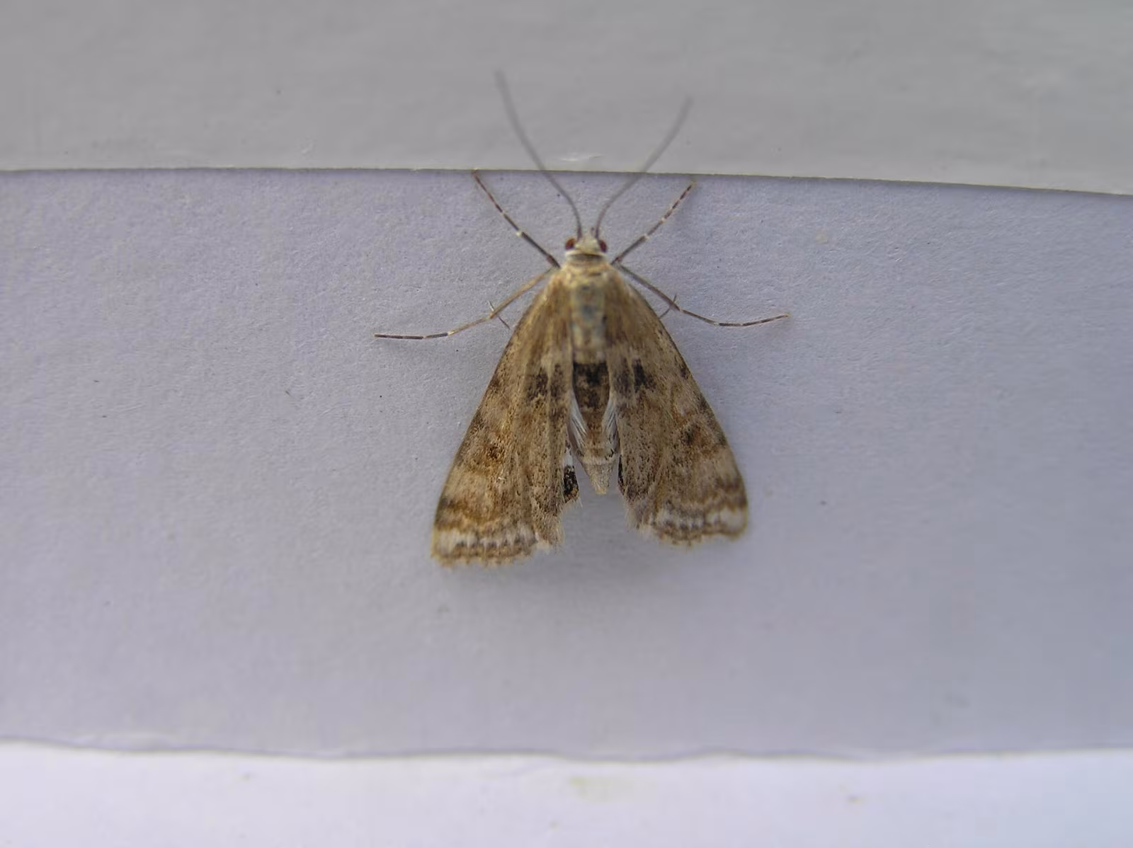 Cataclysta lemnata