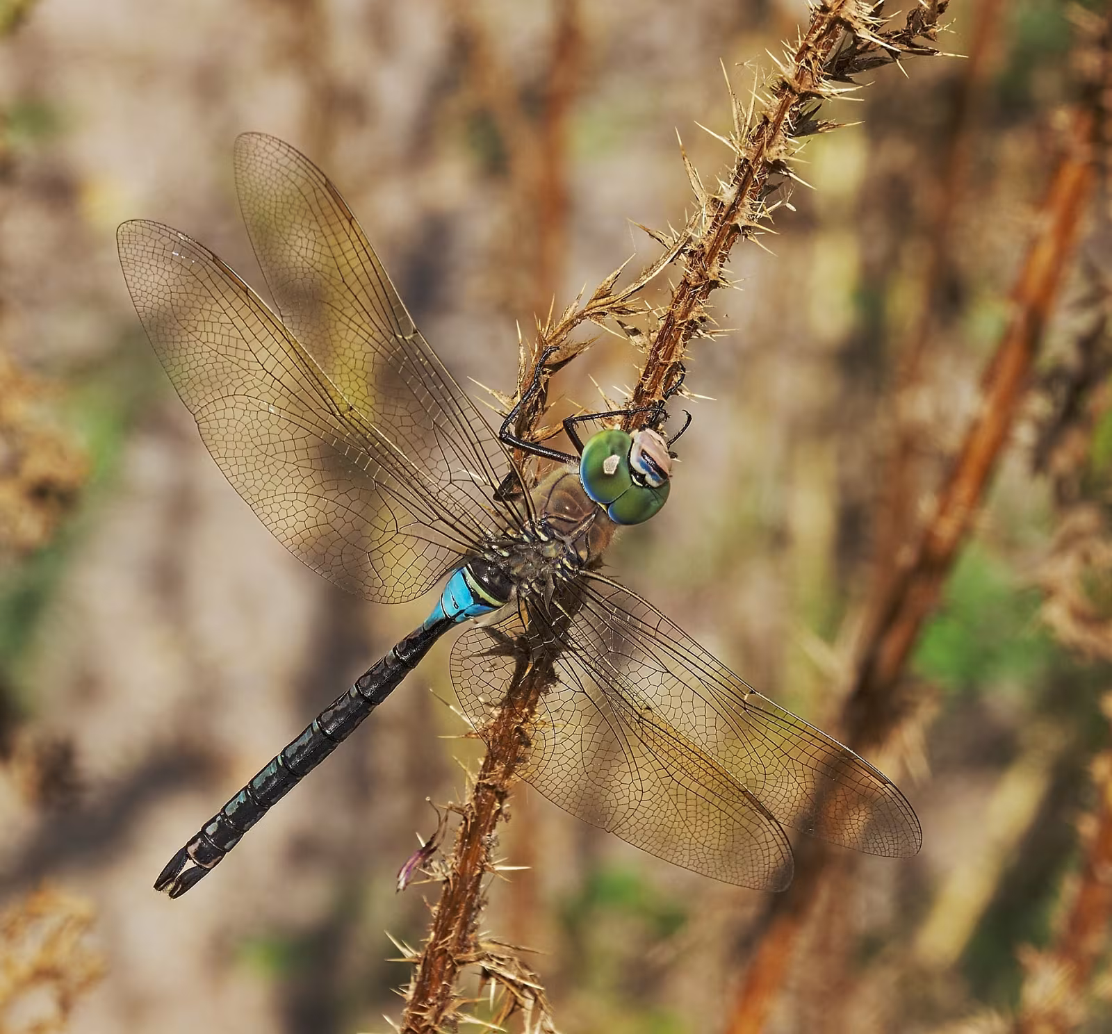 Lesser Emperor