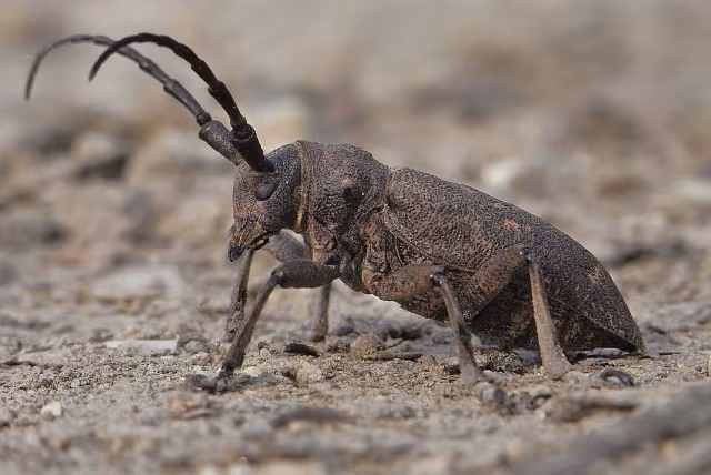 Lamia textor