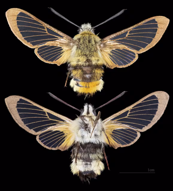 Hemaris tityus