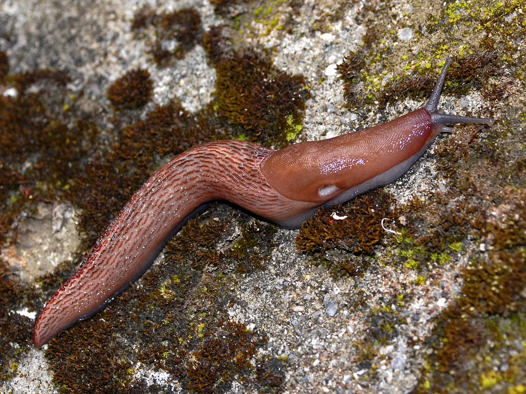 Limax dacampi