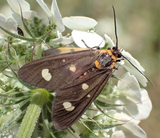 Dysauxes famula
