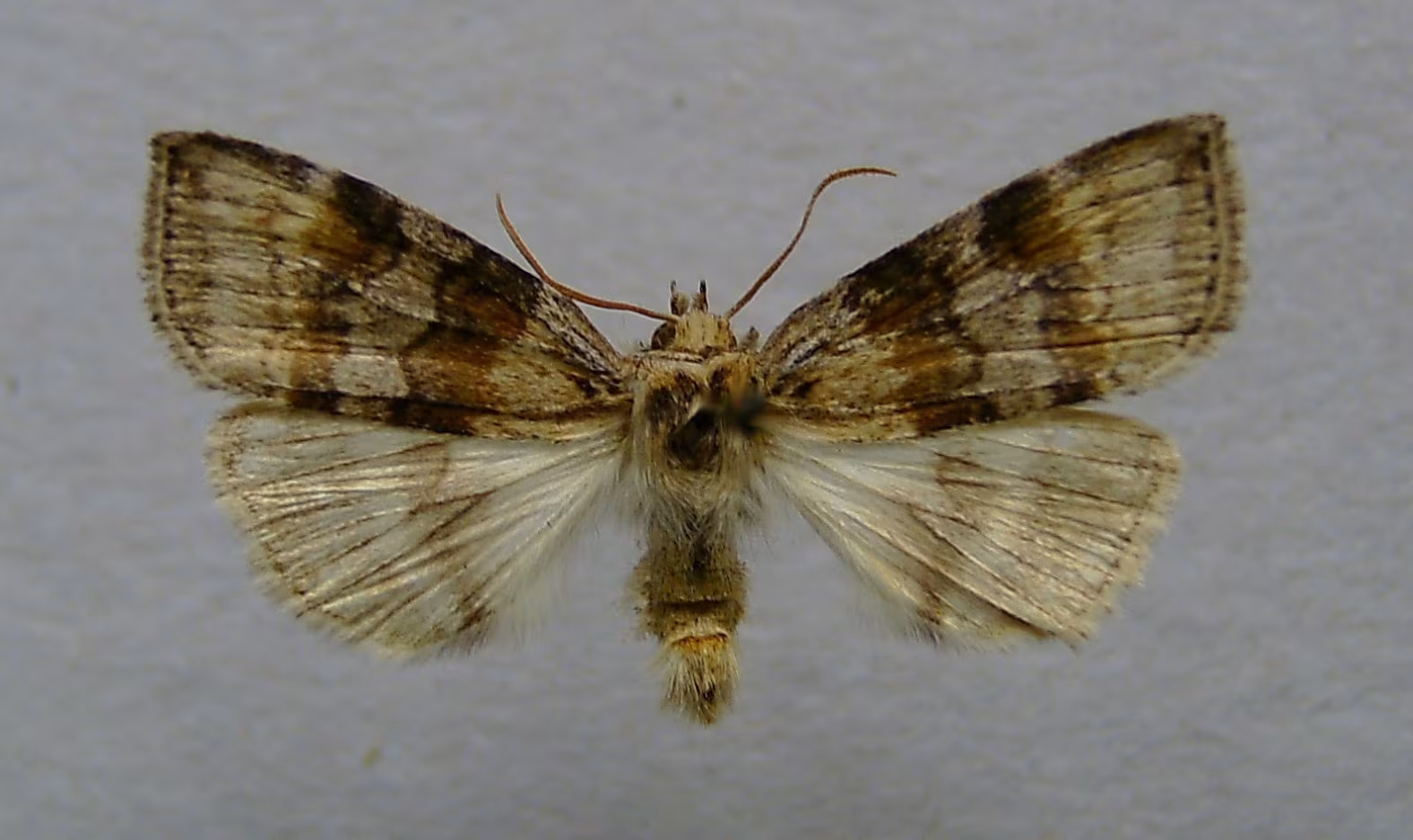 Cymatophorina diluta
