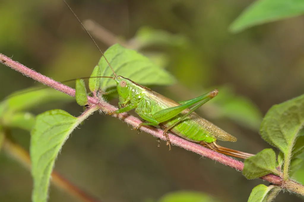 Conocephalus fuscus