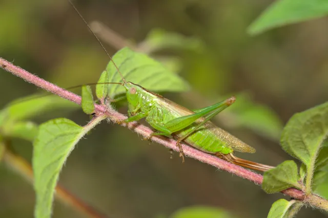 Conocephalus fuscus
