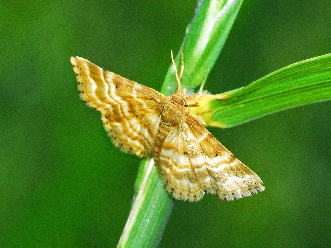 Emmiltis pygmaearia