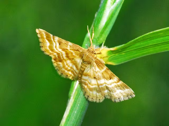 Emmiltis pygmaearia