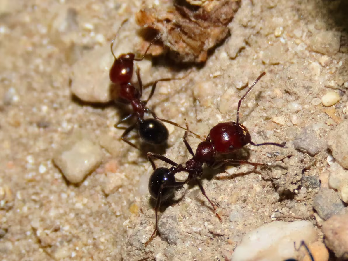 Messor minor