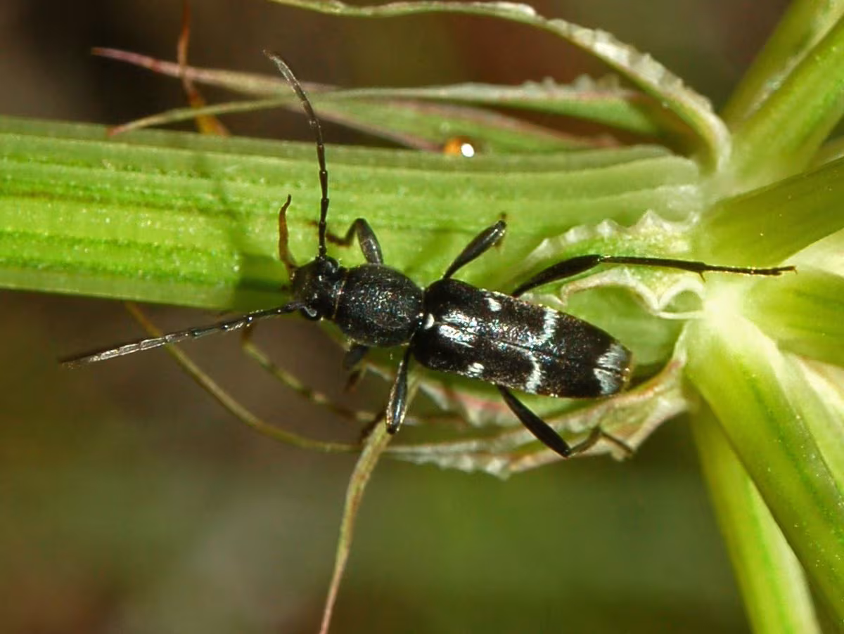 Chlorophorus sartor
