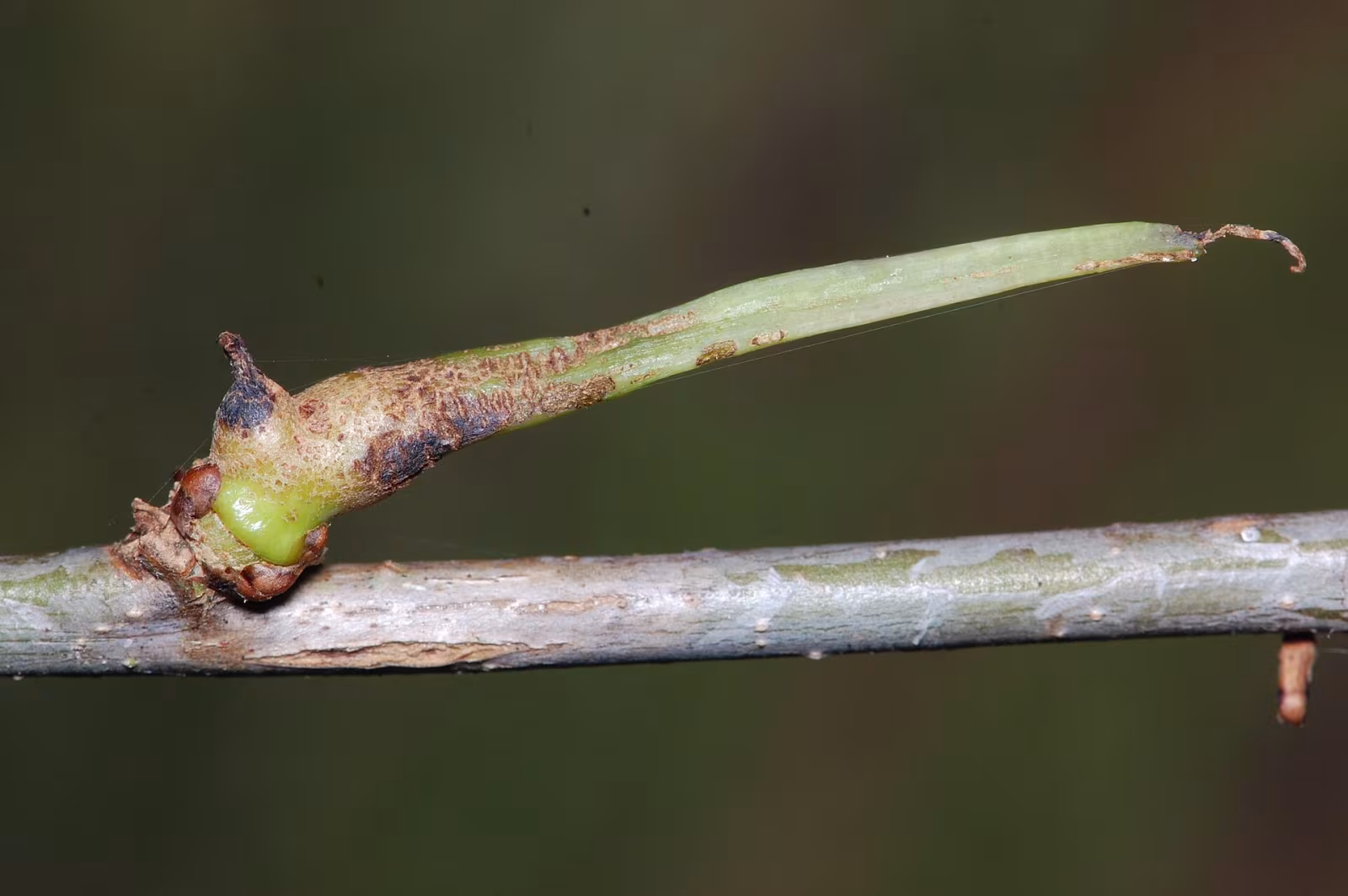 Andricus aries