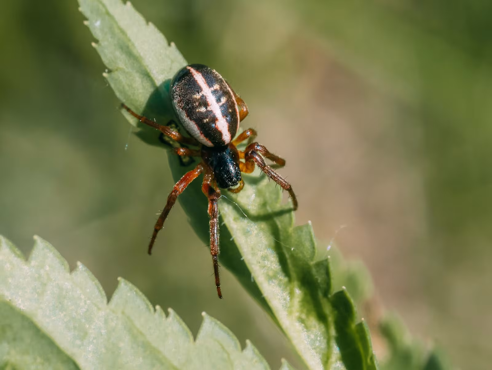 Singa nitidula