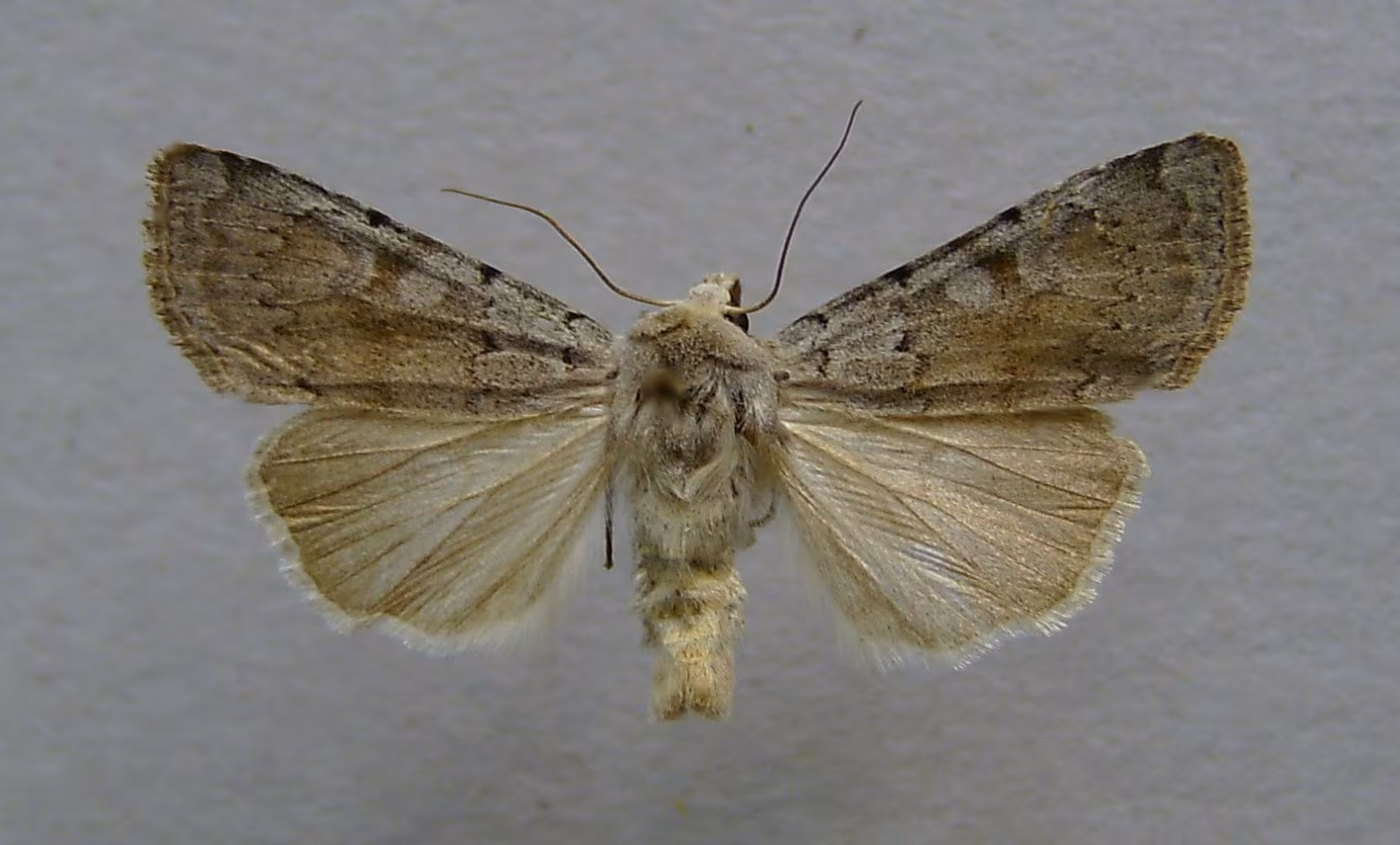 Xestia ashworthii