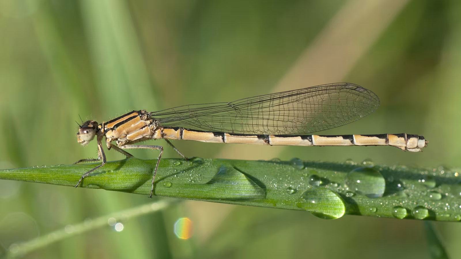 Azzurrina portacalice