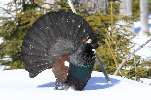 Gallo cedrone
