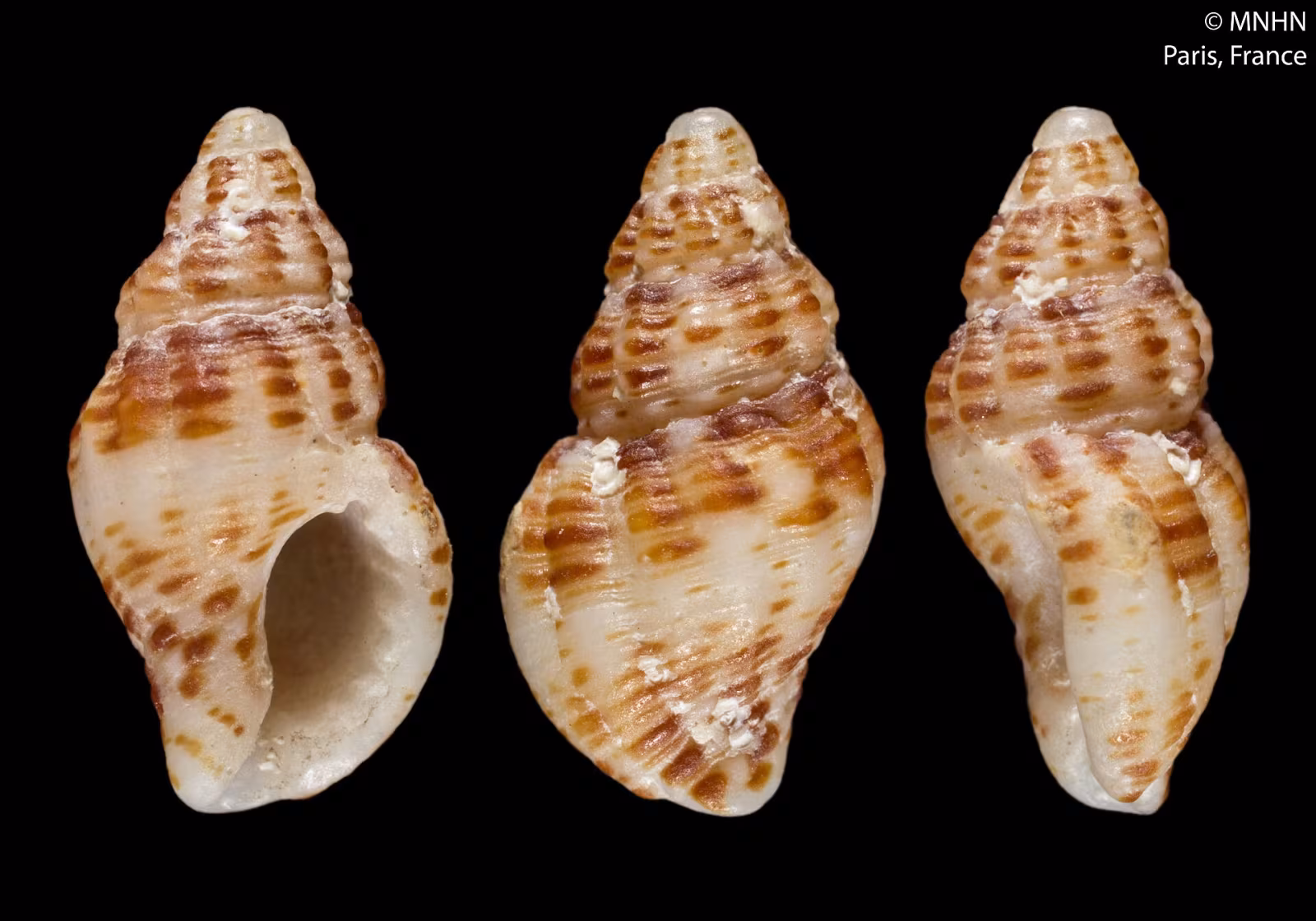 Aplus scacchianus