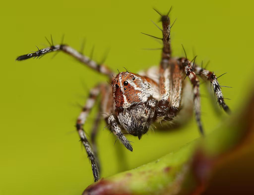 Oxyopes ramosus
