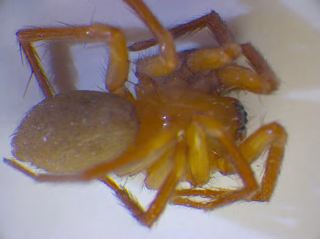 Cicurina cicur