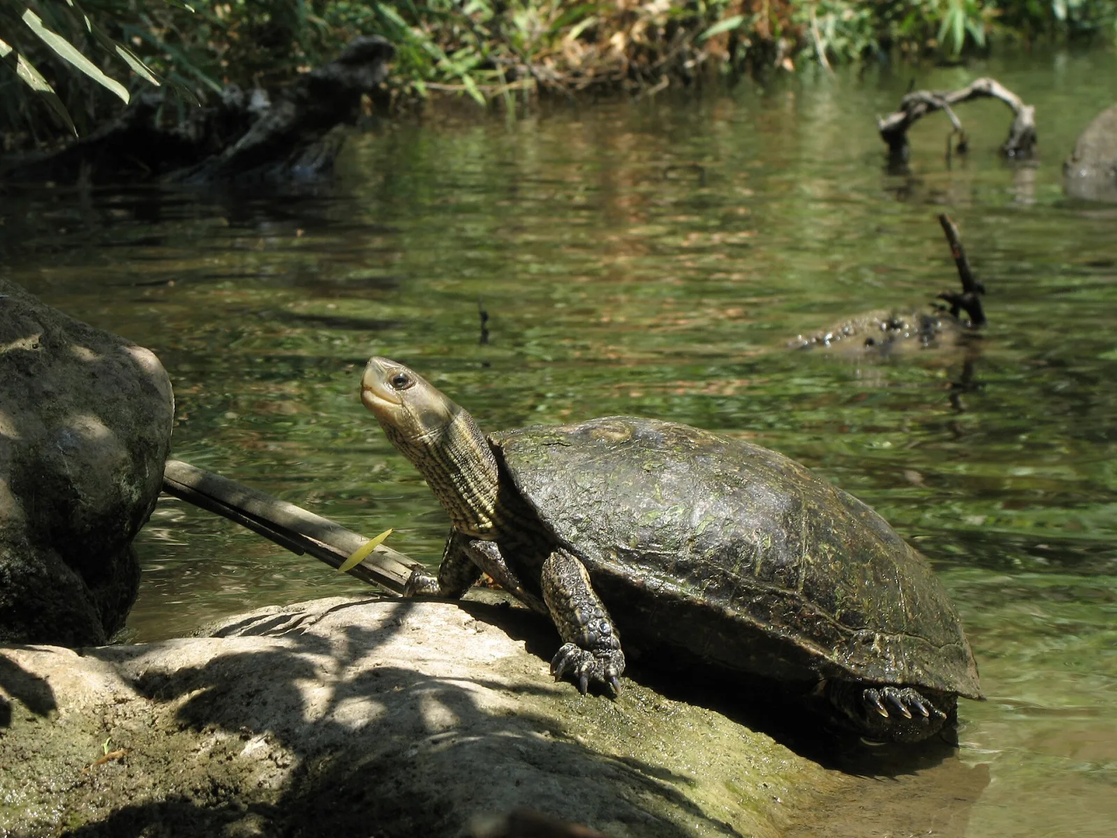 Western Caspian Turtle