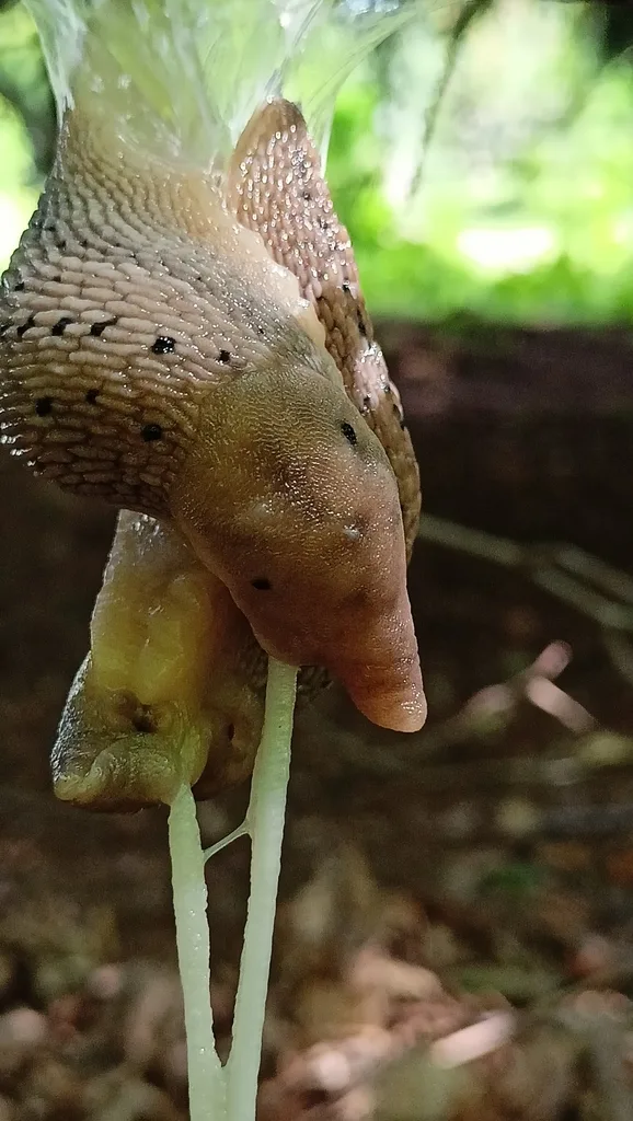Limax redii