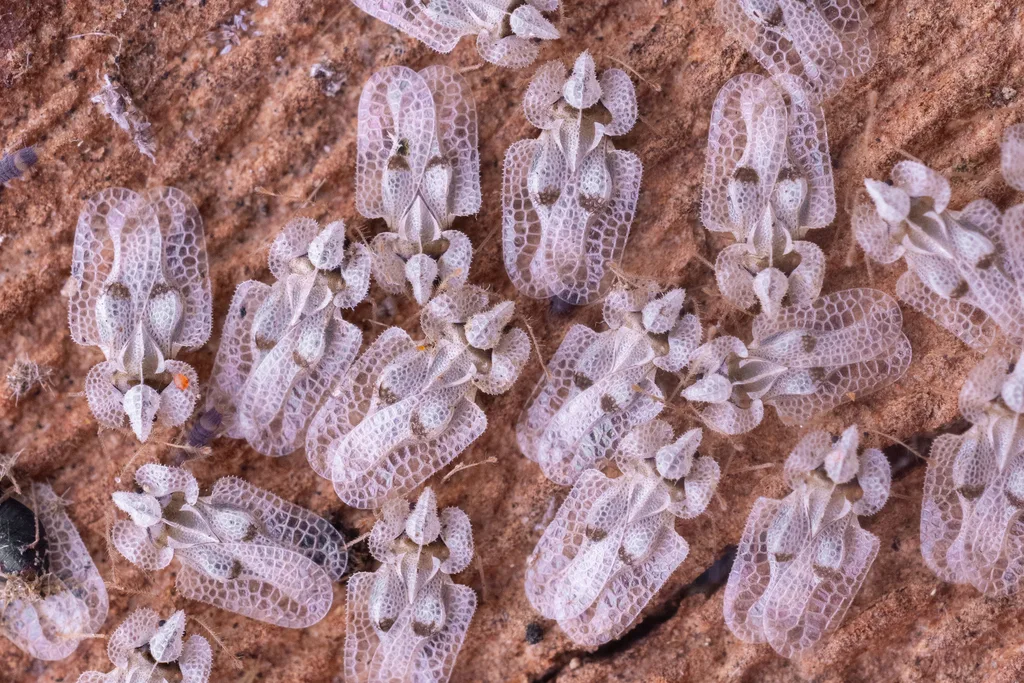 Eastern Sycamore Lace Bug
