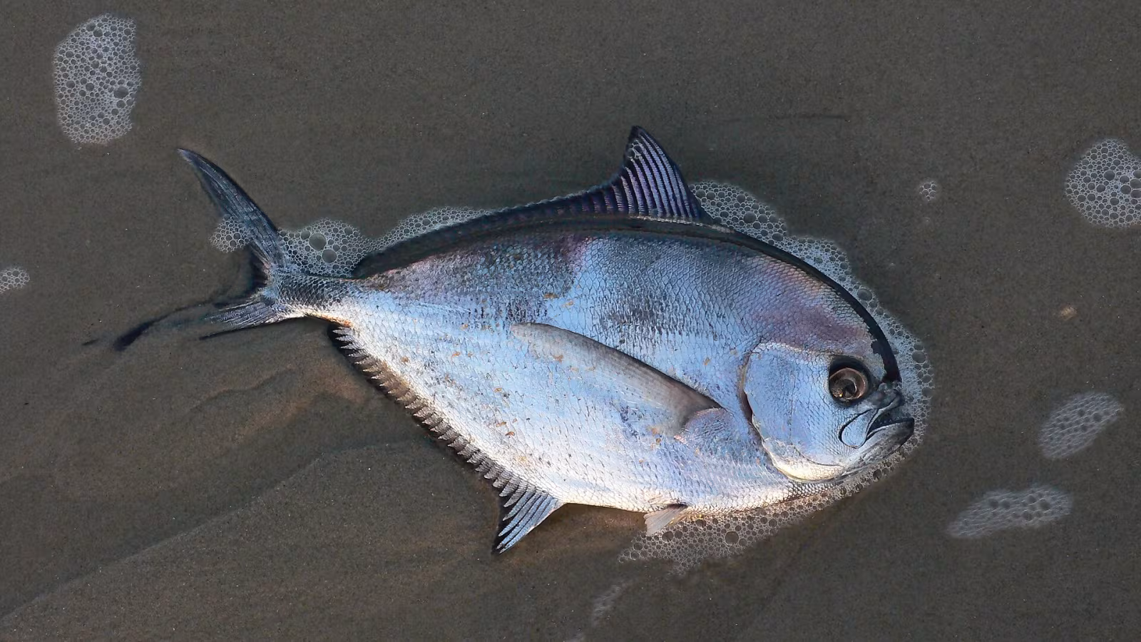 Ray's Bream