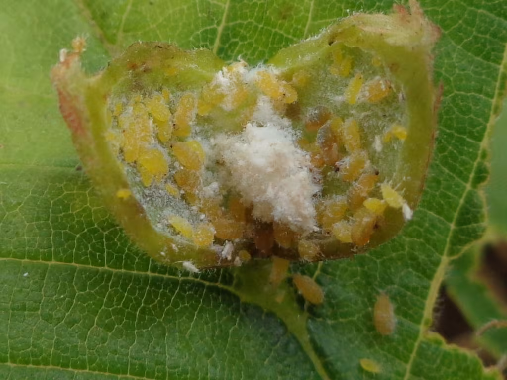 Tetraneura ulmi