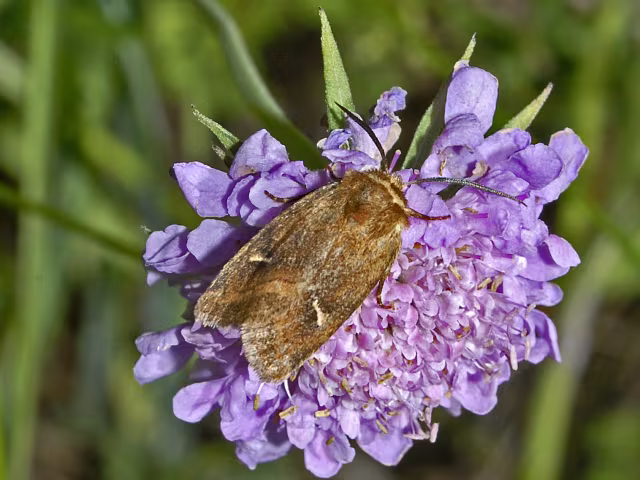 Eriopygodes imbecilla