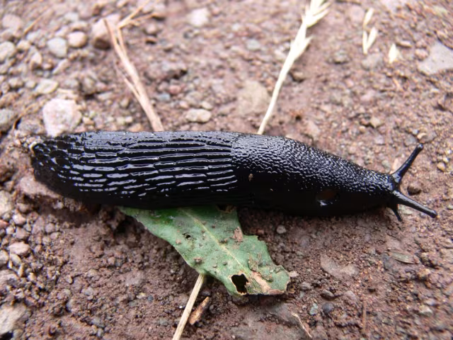 Limaccia nera