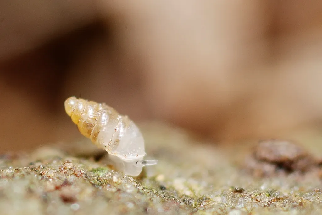 Carychium tridentatum