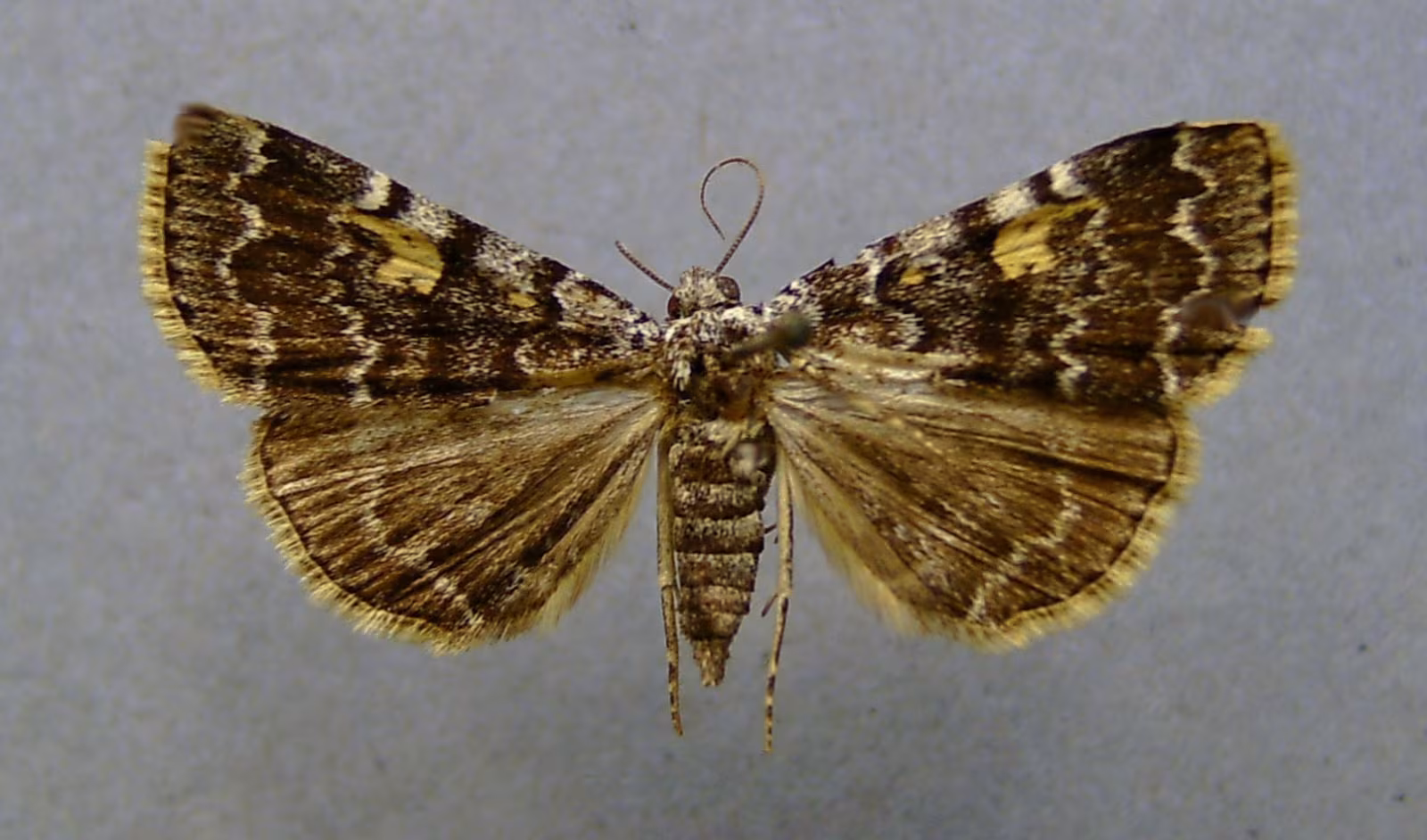 Idia calvaria