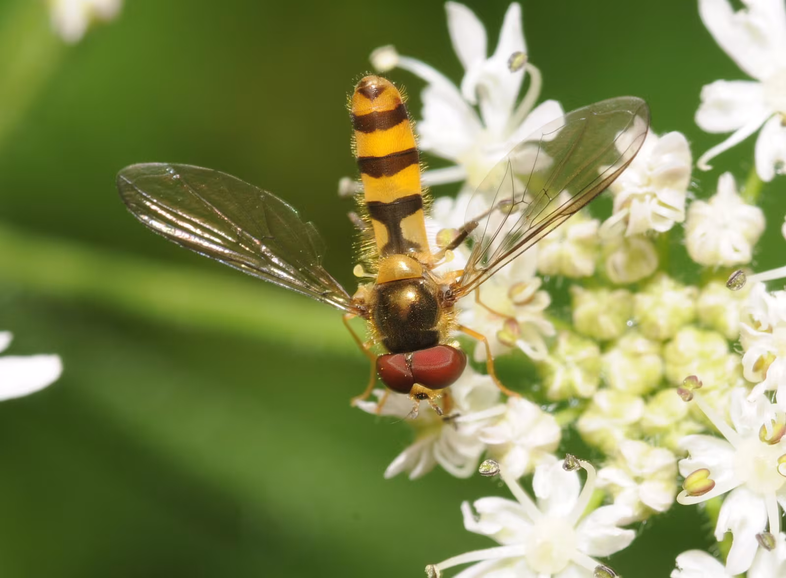 Meliscaeva cinctella
