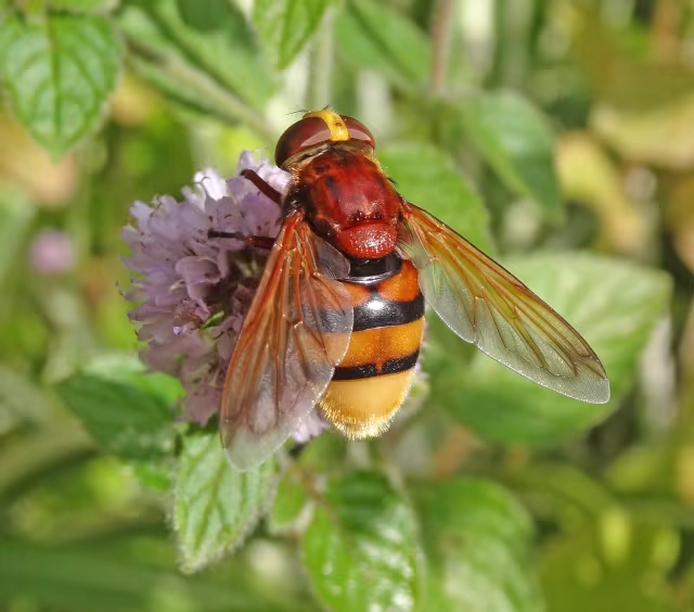 Volucella zonaria