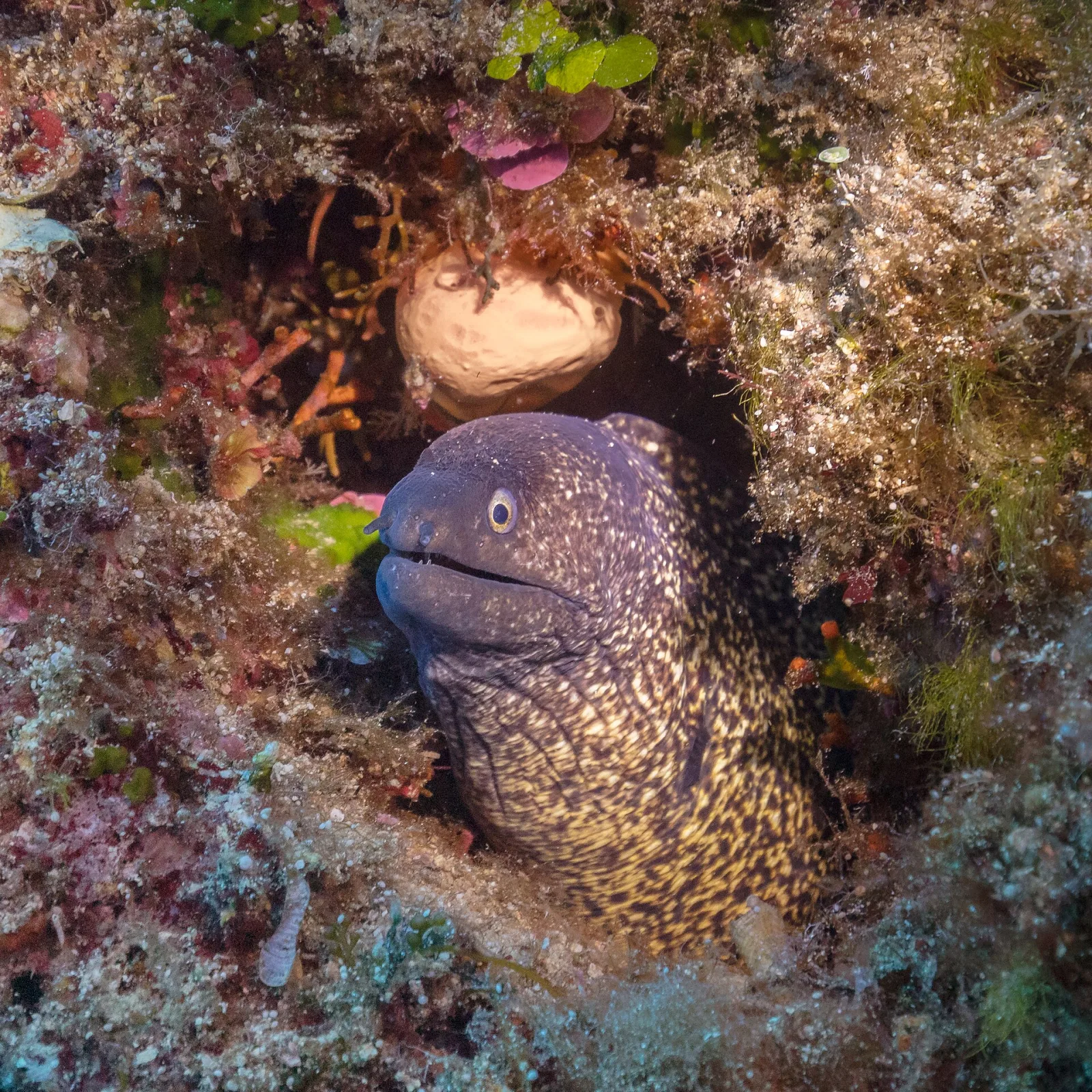 Mediterranean Moray