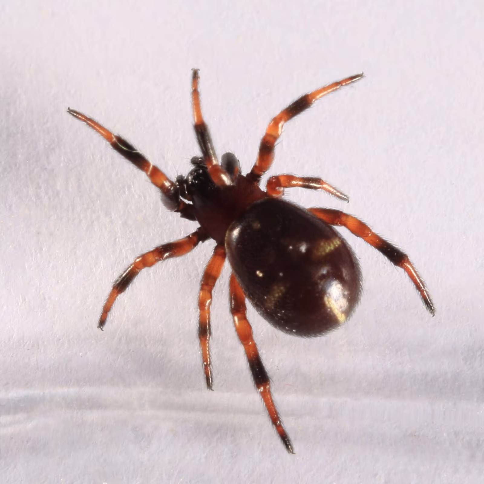 Ant Comb-Footed Spider